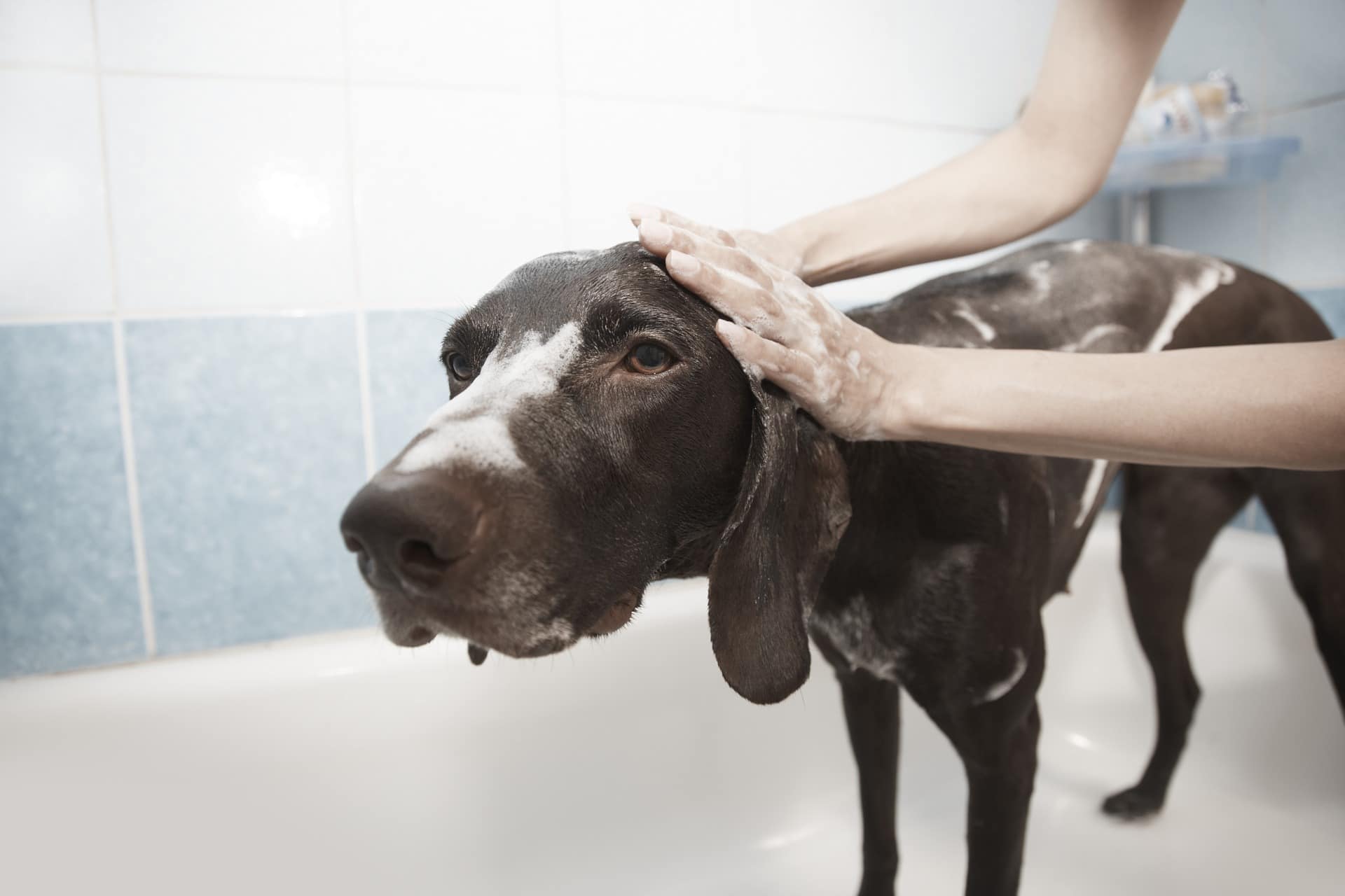 how often should you shampoo your dog