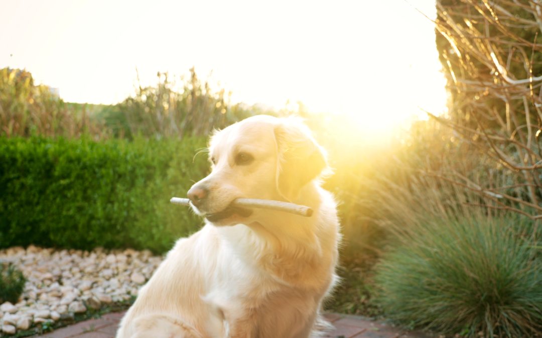 dog dental care - lab in sunshine