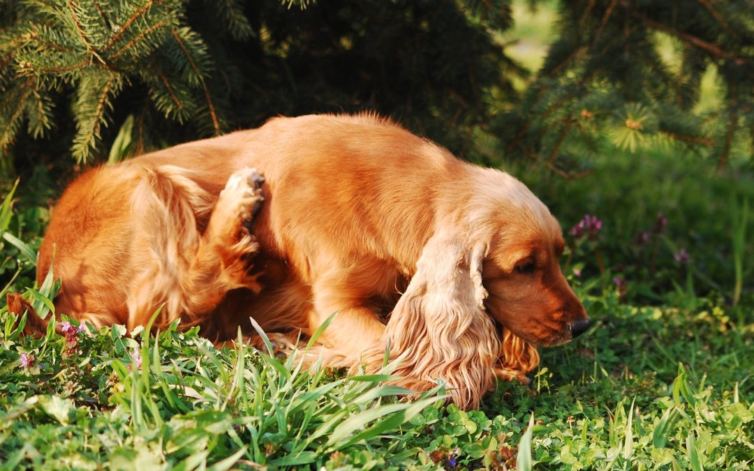 dog skin problems - dog scratching himself