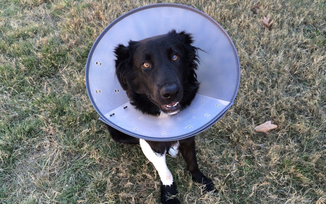 Labrador retriever wearing an Elizabethan collar to prevent