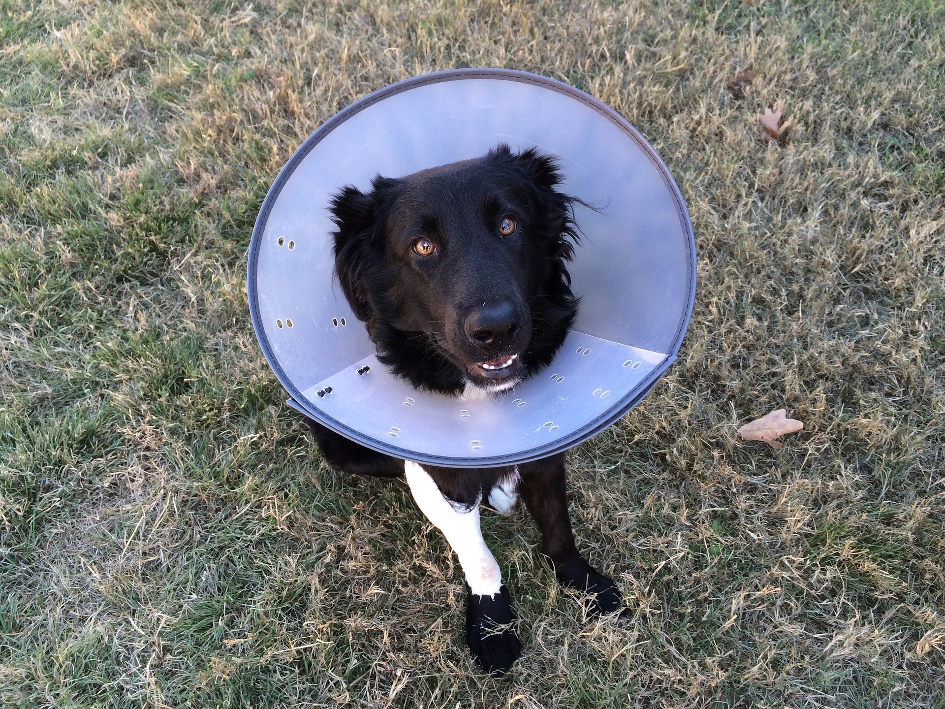 dog sleeping with cone