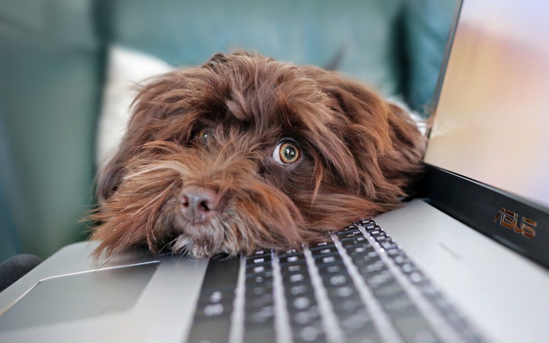 dog routine - dog resting head on computer