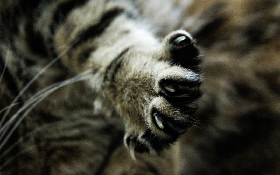 trimming cat nails - cat claws