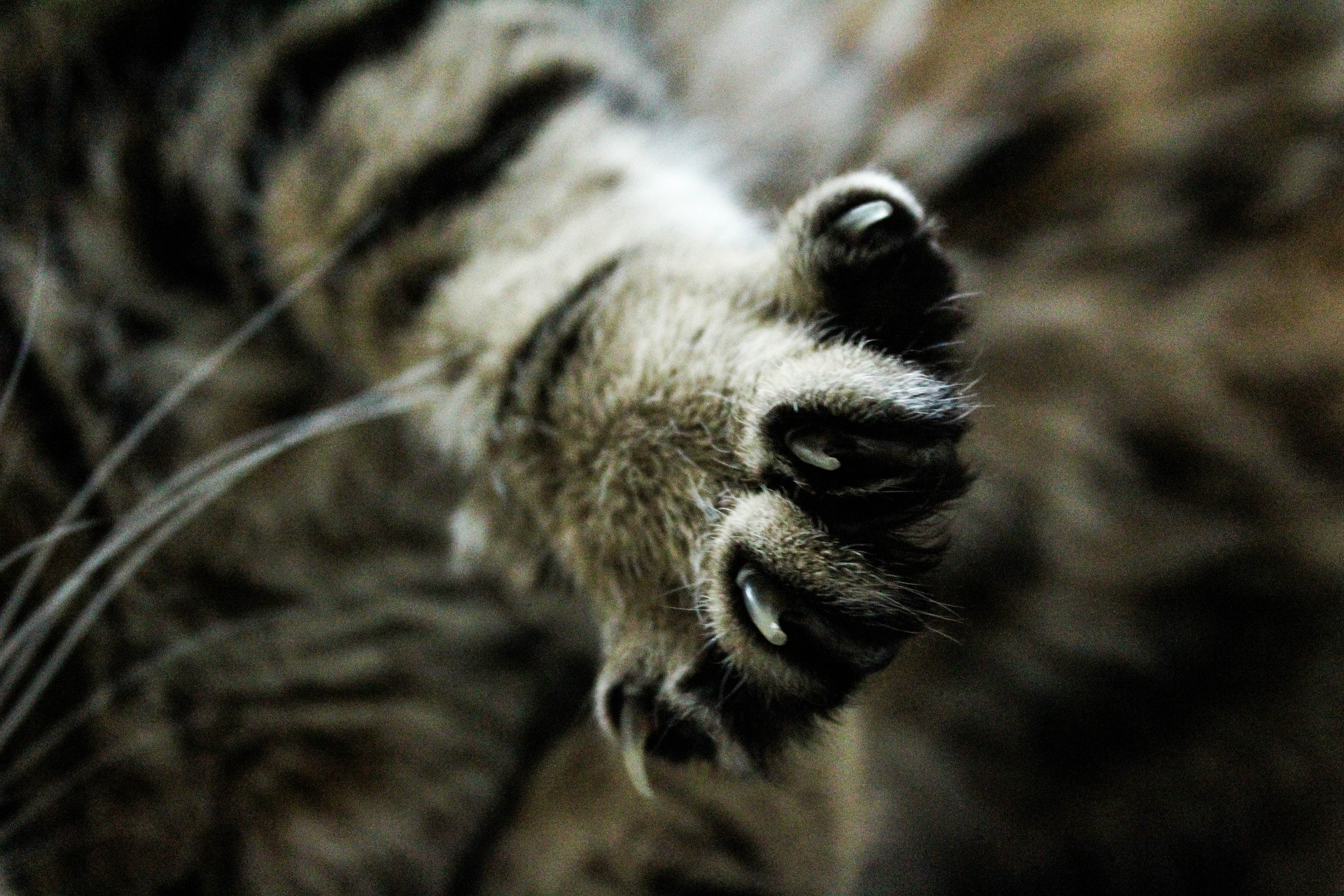 6 Tips for Trimming Your Cat's Nails