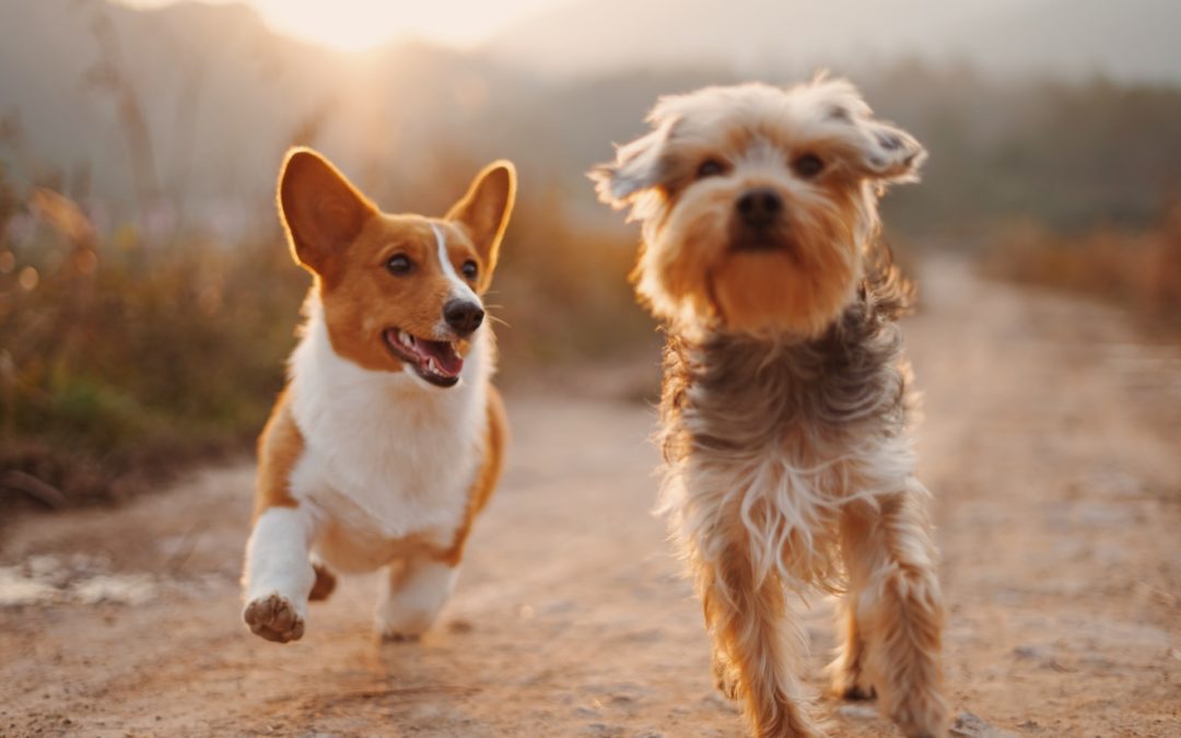 introducing dogs - two small dogs running