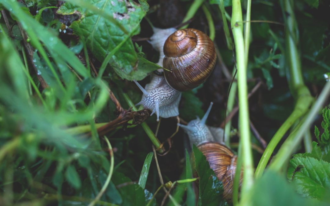 Snail & Slug Bait is Poisonous to Your Pets