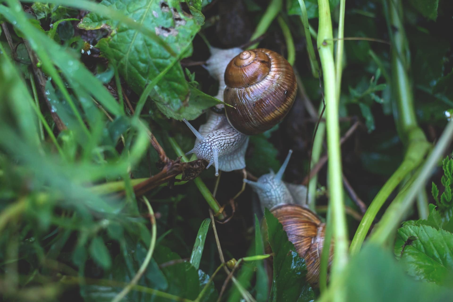 What to do if clearance my dog eats a snail