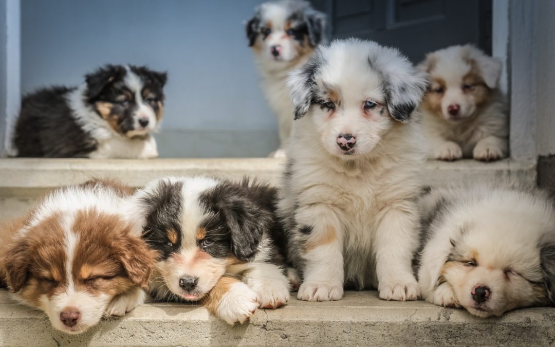 What Age are Puppies Ready to Be Adopted?