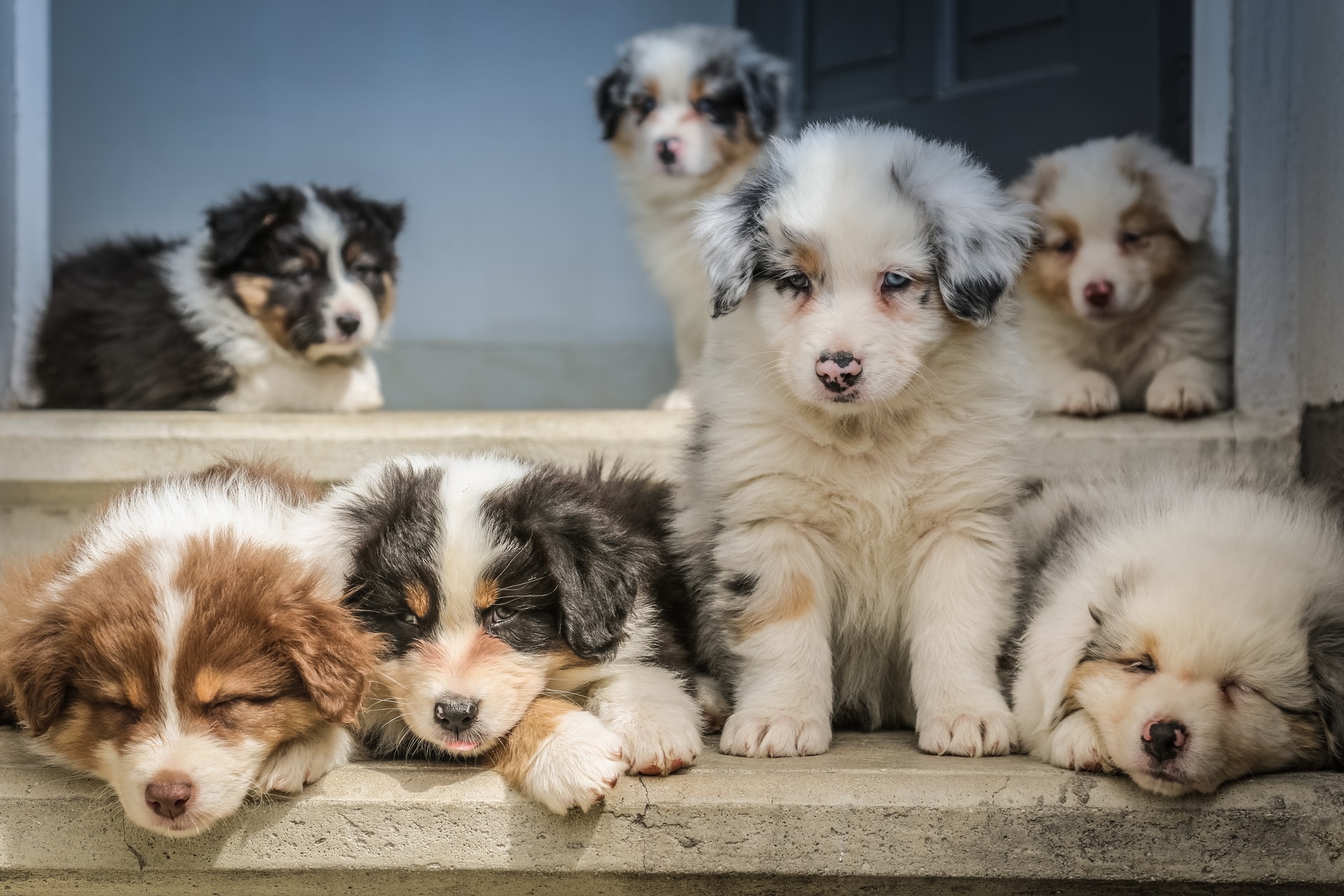 what age should you adopt a puppy