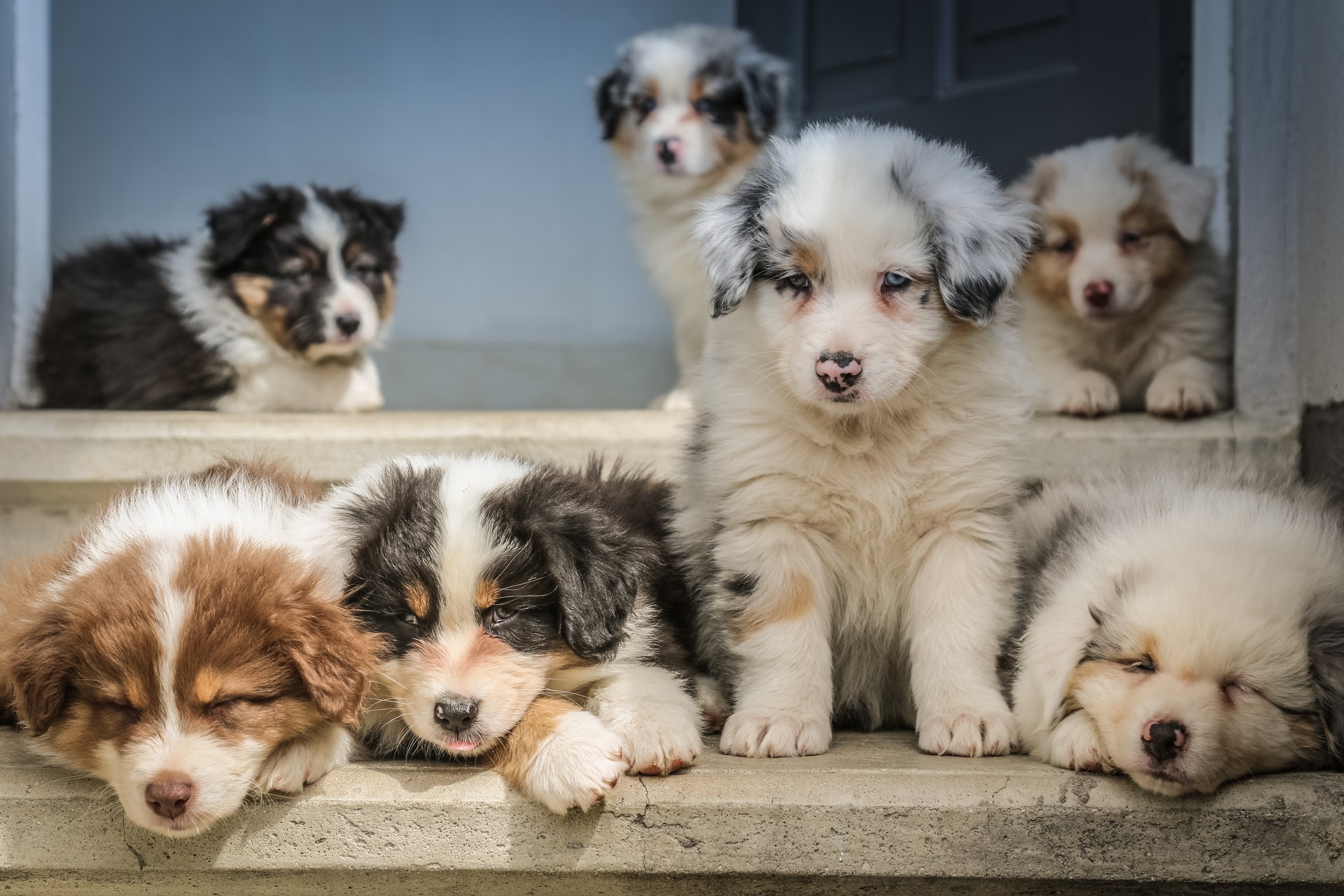 dogs and puppies for adoption near me