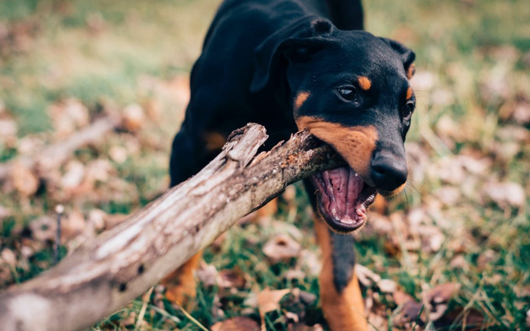 broken teeth in dogs due to sticks, bones or oral trauma are an emergency.