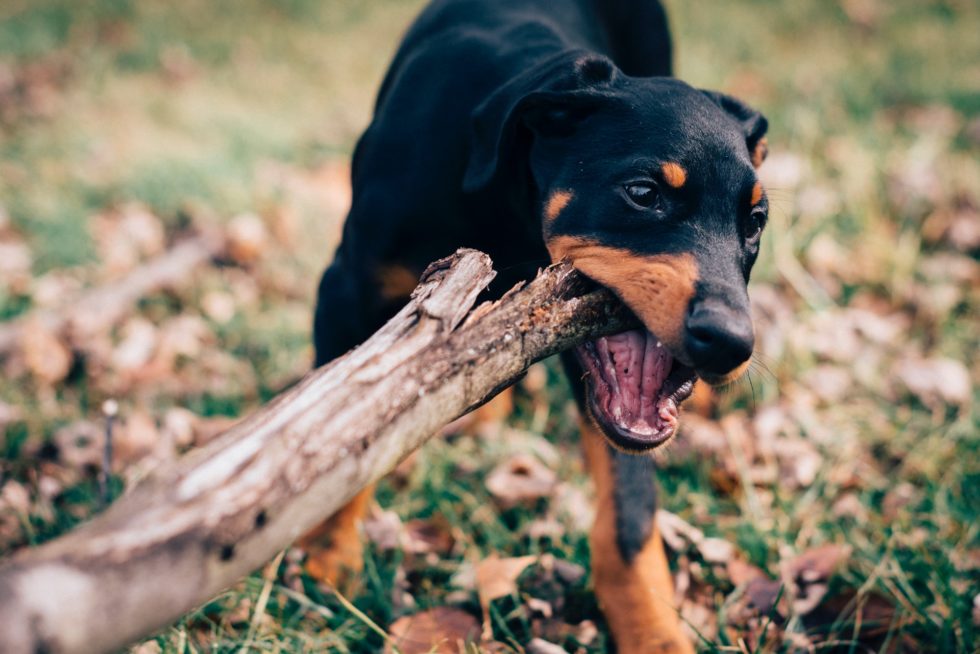 Is a Broken Dog Tooth An Emergency?