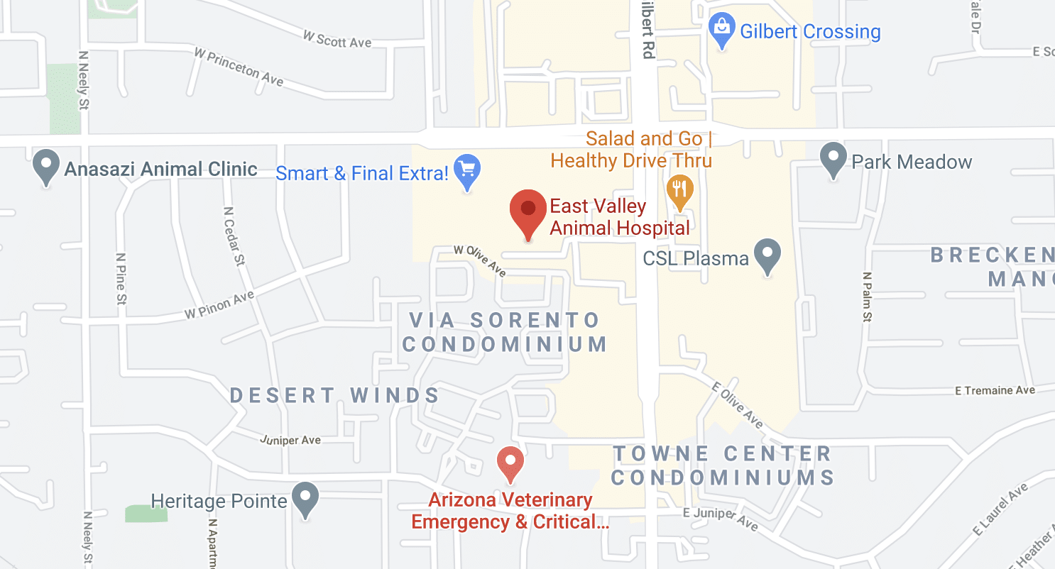 Vet in Gilbert AZ | East Valley Animal Hospital Vet in Gilbert AZ | East Valley Animal Hospital