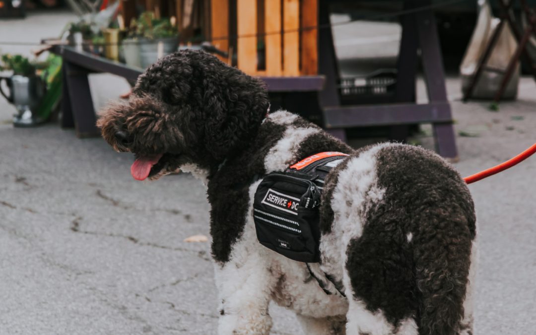 brown and white service dog wearing a vest