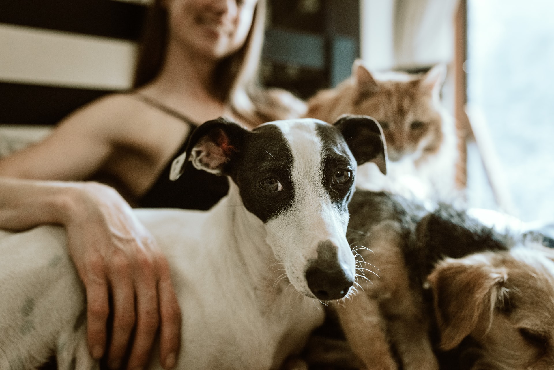 Causes Symptoms Of Acute Kidney Failure In Dogs Vet In Gilbert