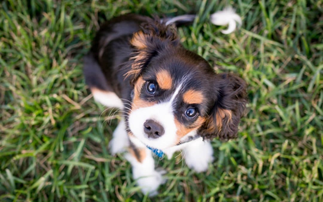 cacanine parvovirus treatment black white and brown puppy on the grass