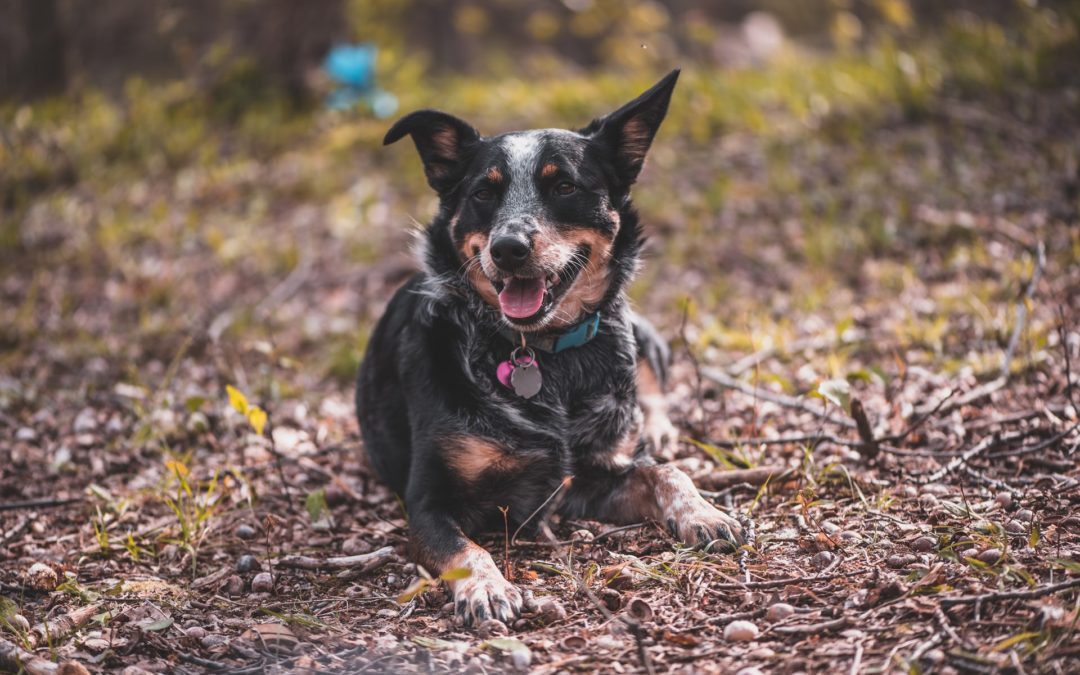 black and brown dog laying in the dirt. leptospirosis symptoms in dogs