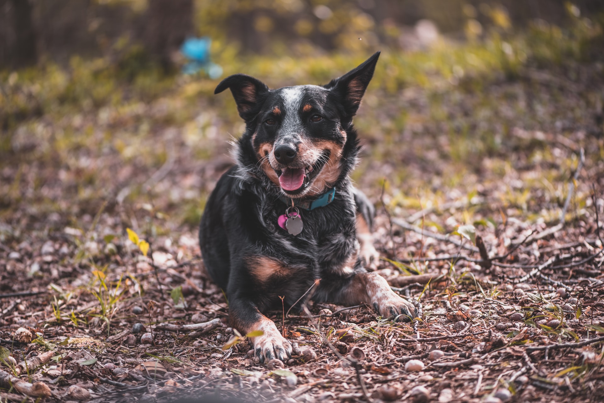 symptoms-of-leptospirosis-in-dogs
