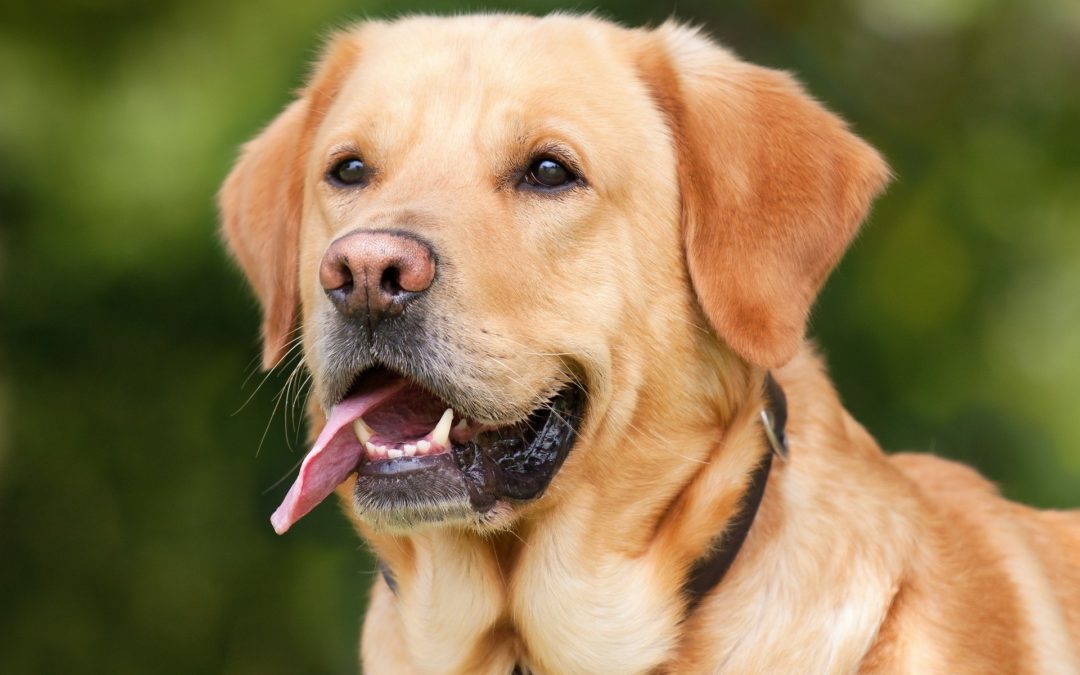 can you train a deaf dog