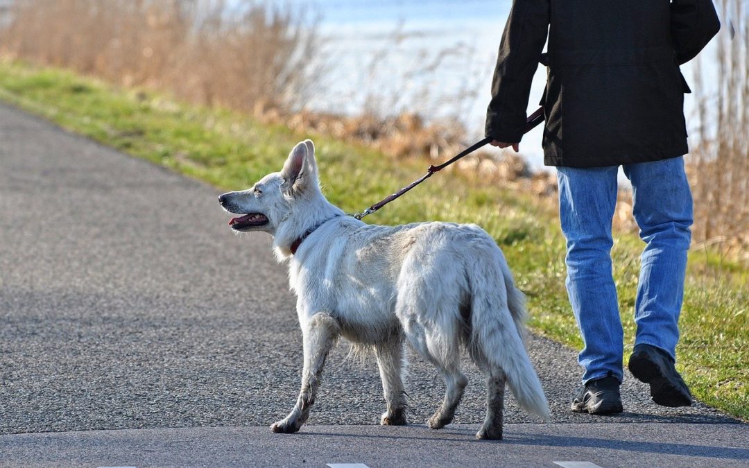 why do dogs grab the leash