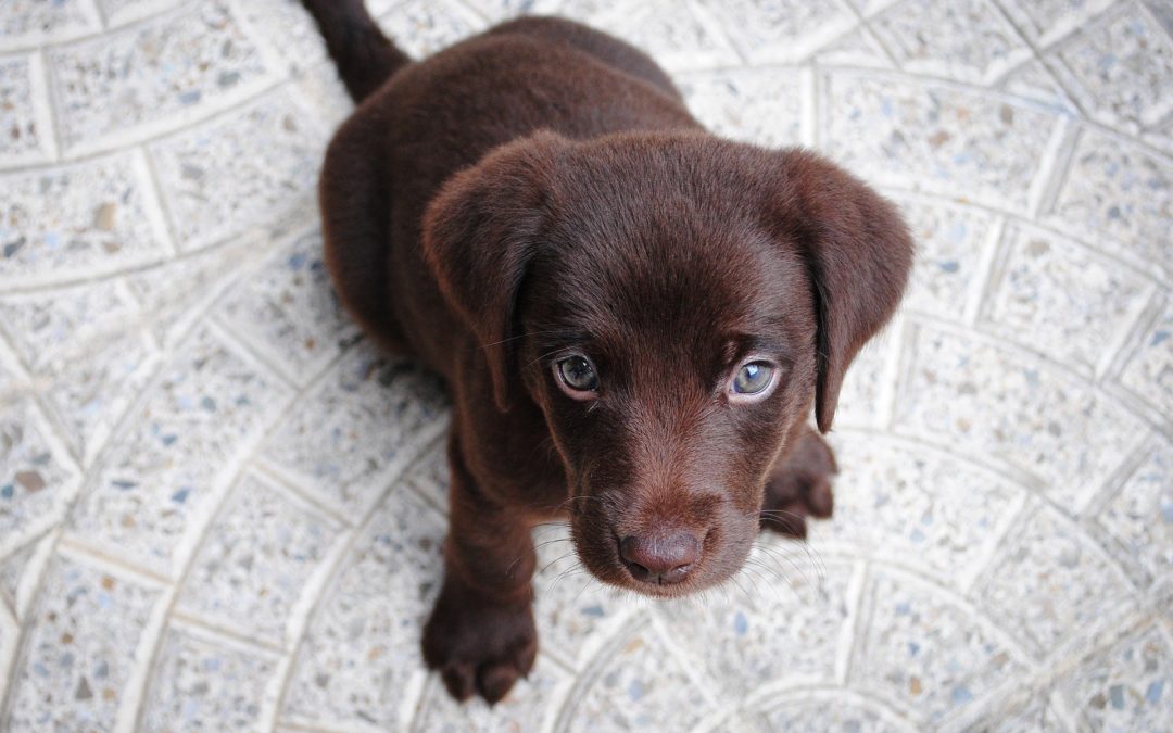 potty training your puppy