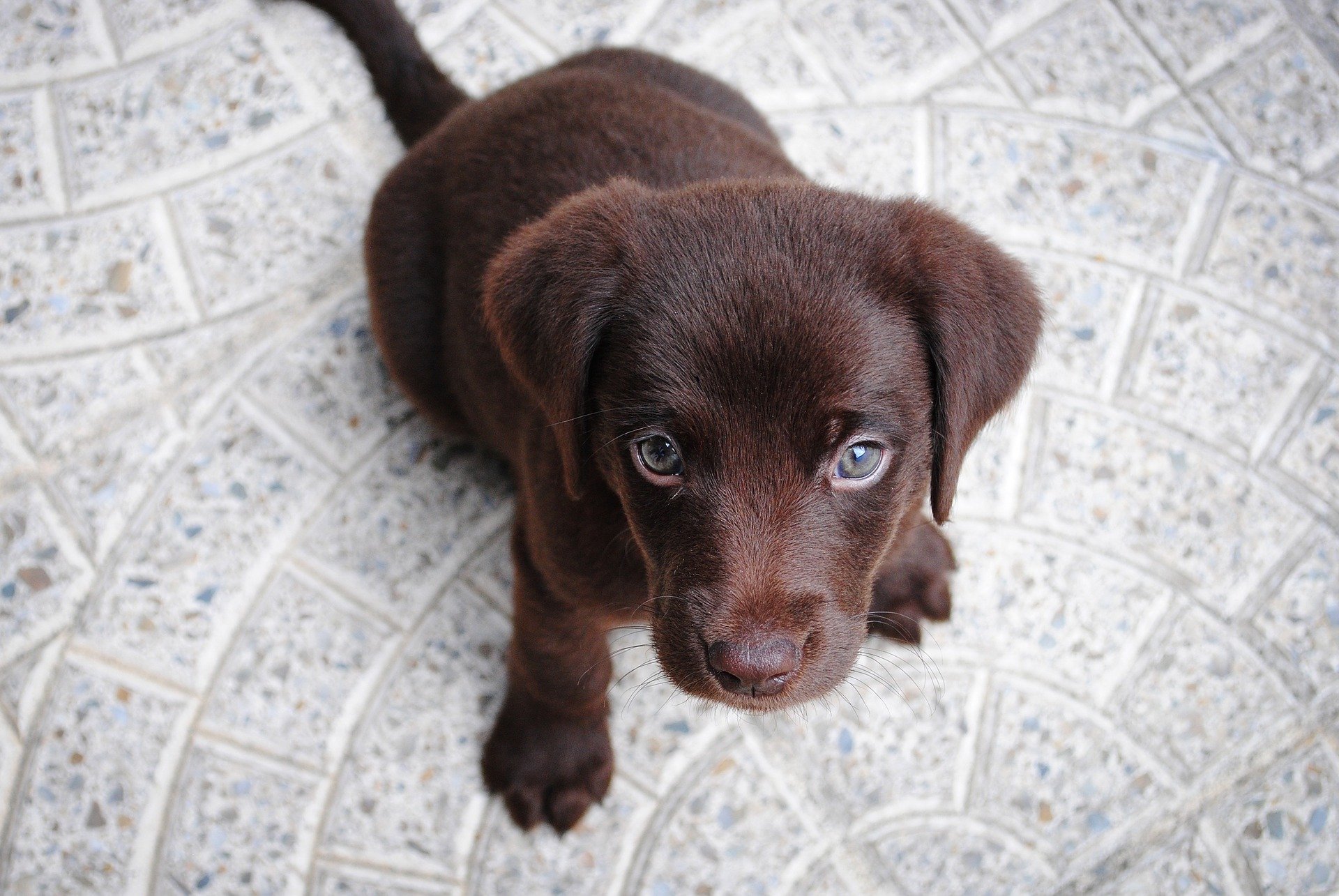 how do you potty train a stubborn puppy