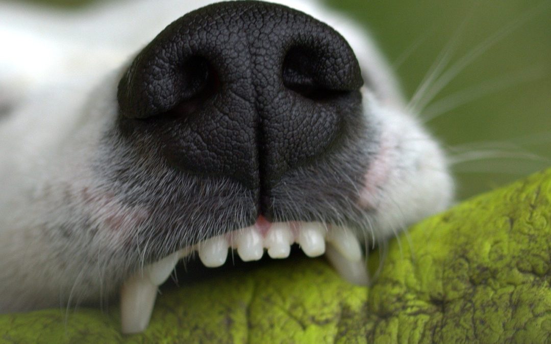 periodontal disease dogs