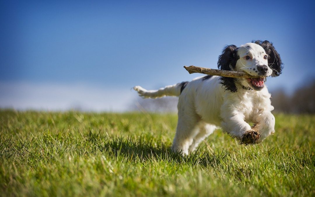 Is Your Dog Bored? Here are 4 Boredom Busters