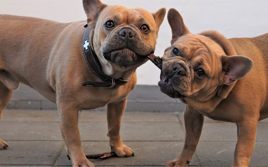 dog tooth abscess - two frenchies fighting over a stick