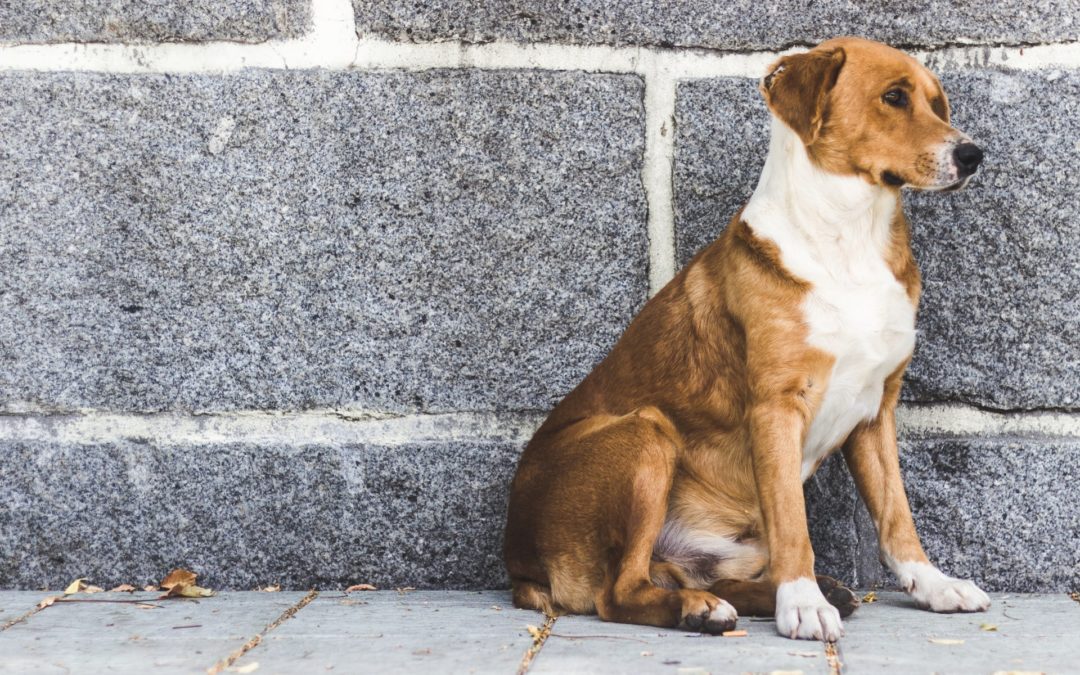 How You Can Help Prevent Pet Overpopulation