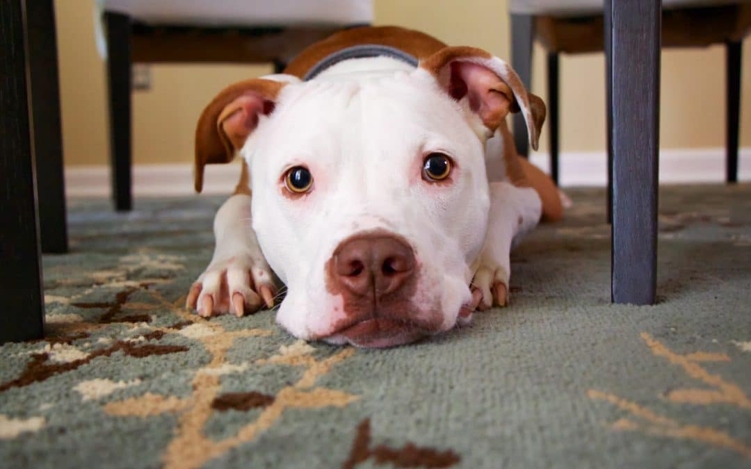 neuter and spay - brown and white dog