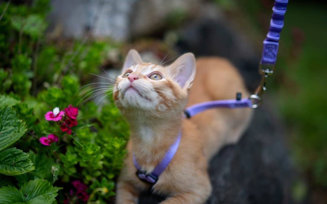 orange cat on leash