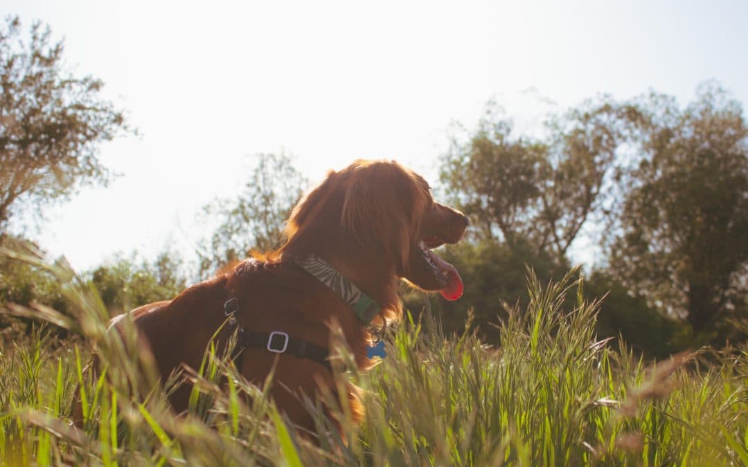 Brown dog in field