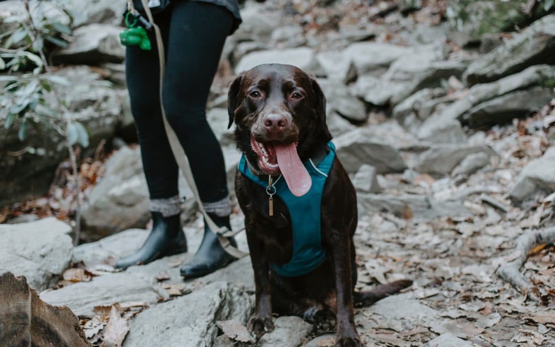 hiking with you dog