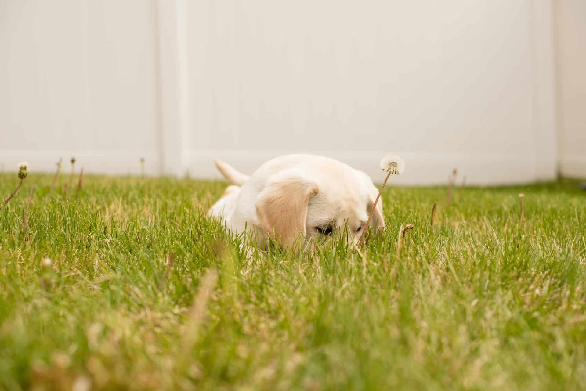 View of Why Does Your Dog Eat Grass?
