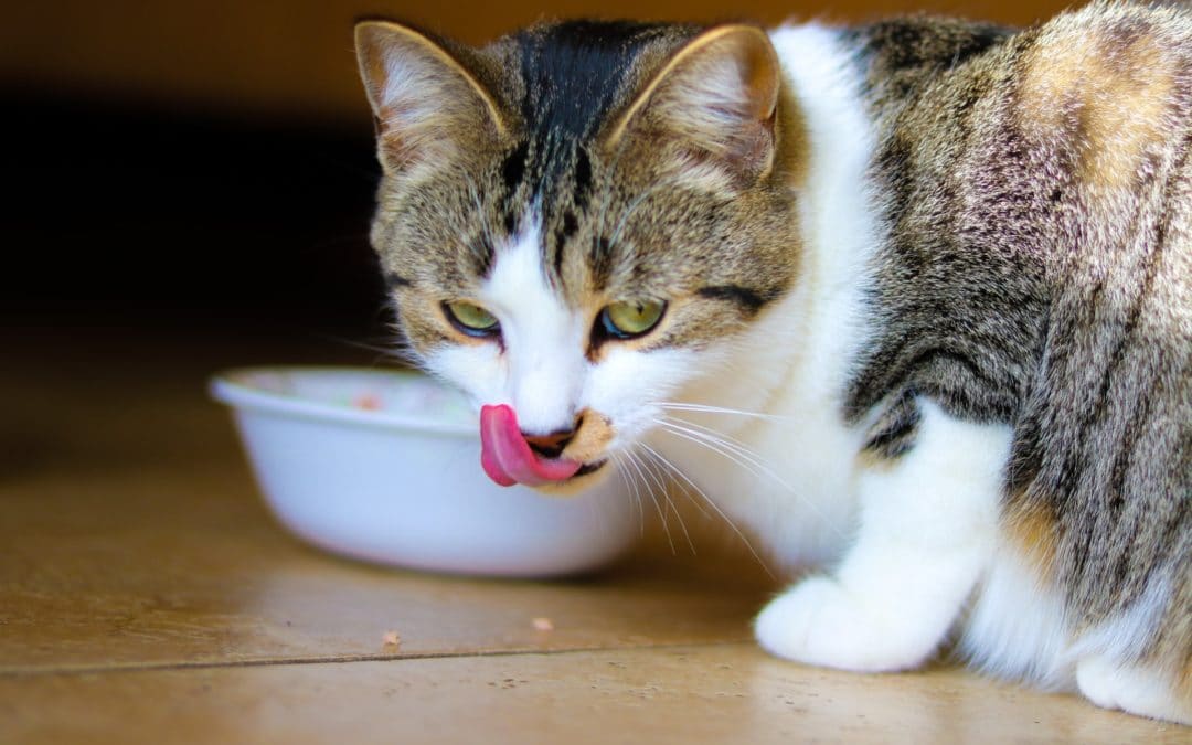 How to Feed a Picky Cat