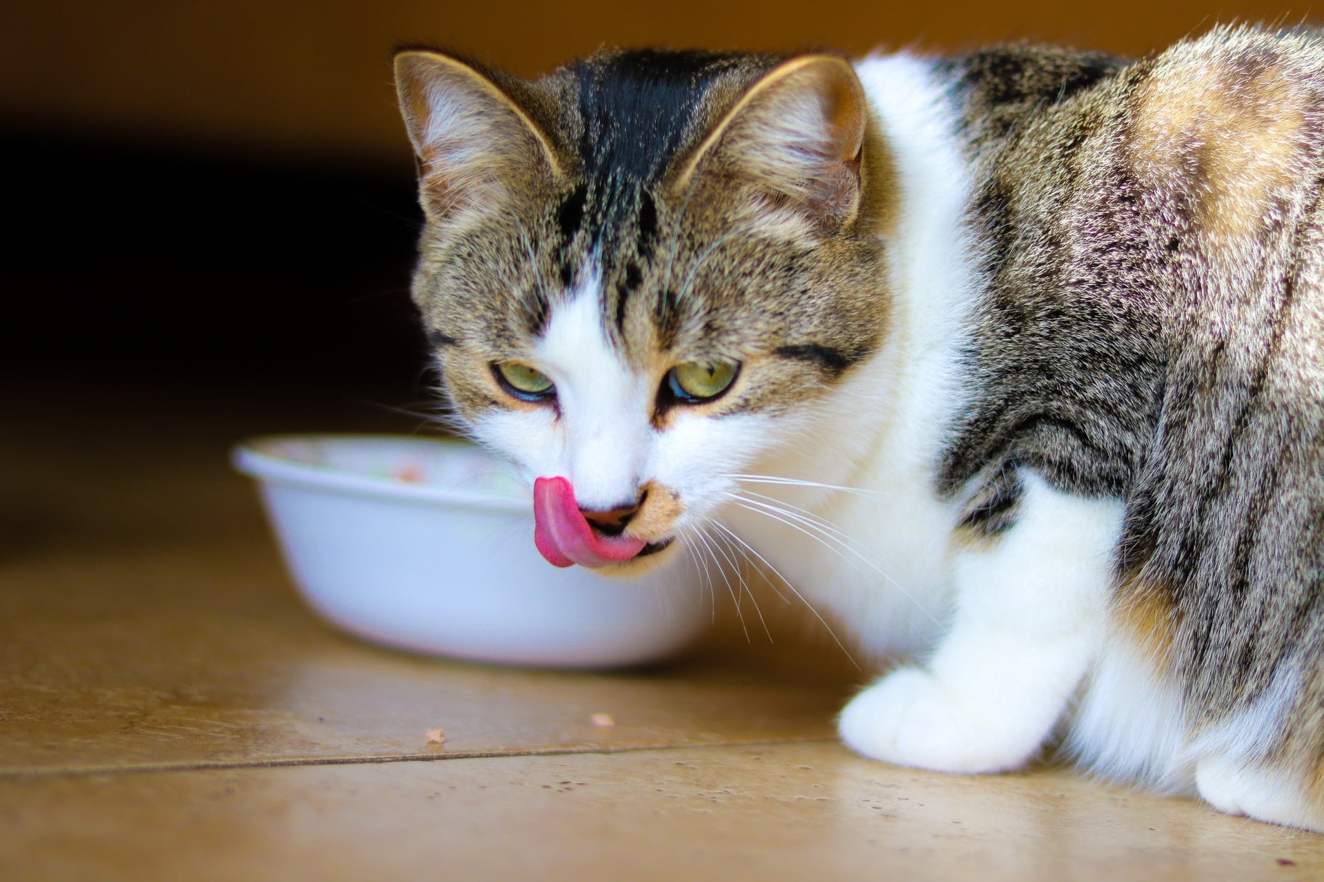 What To Do When Your Cat Is A Picky Eater East Valley Animal Hospital