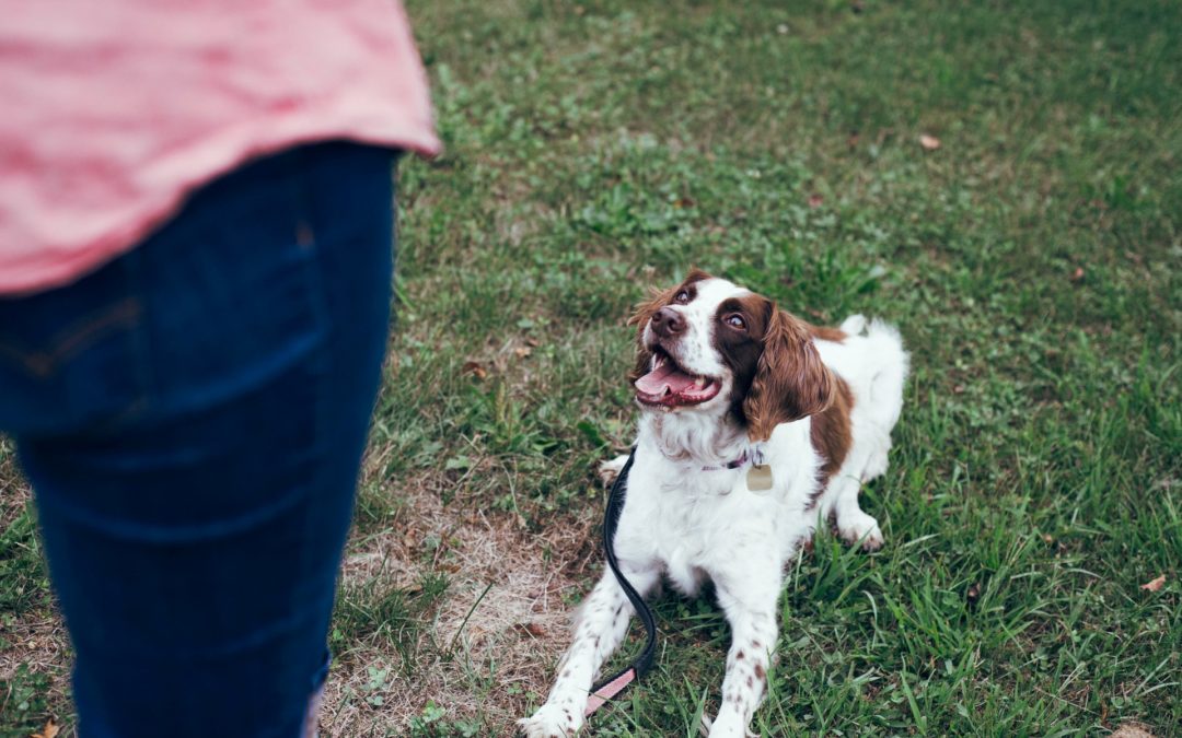 professional dog trainer