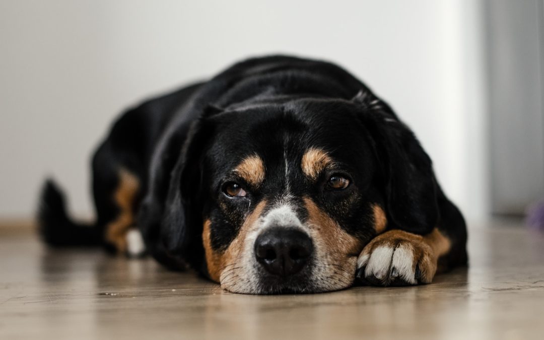 how to calm your dog during a storm