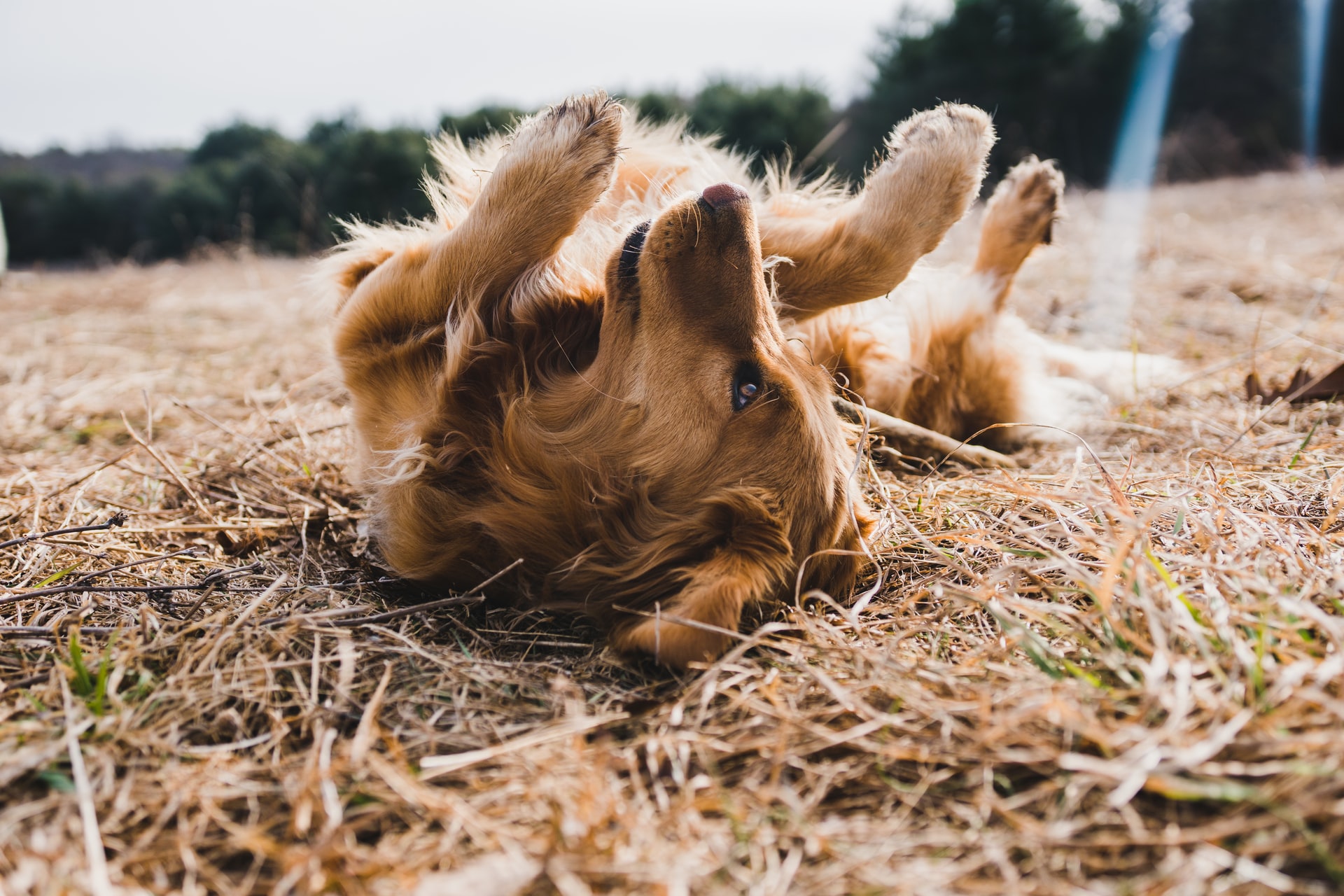 How To Prevent Bloat In Dogs