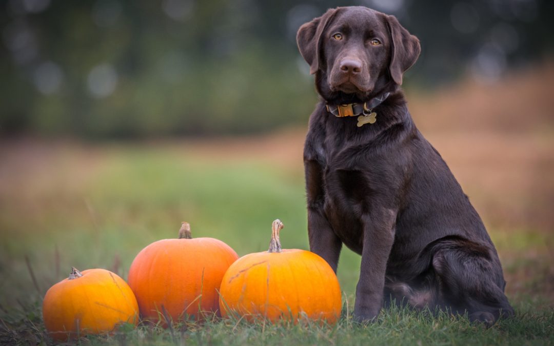 dog ate candy