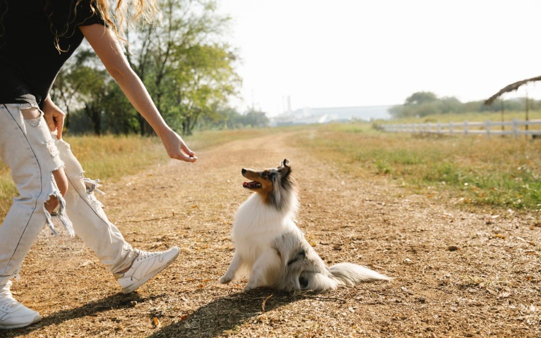 cbd for dogs - dog getting treat