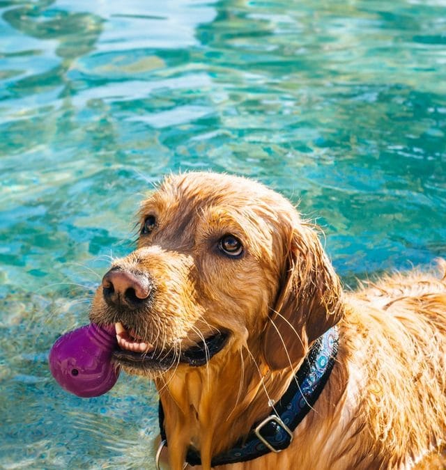 water treadmill therapy for dogs