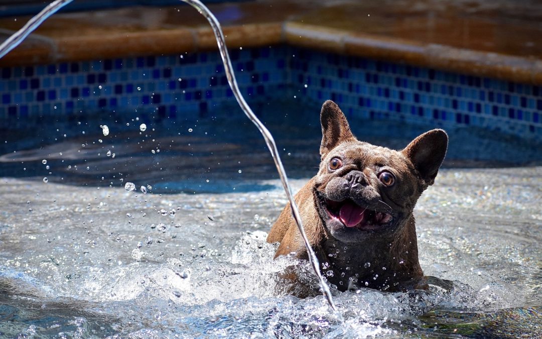 When Is Hydrotherapy for Dogs Recommended?