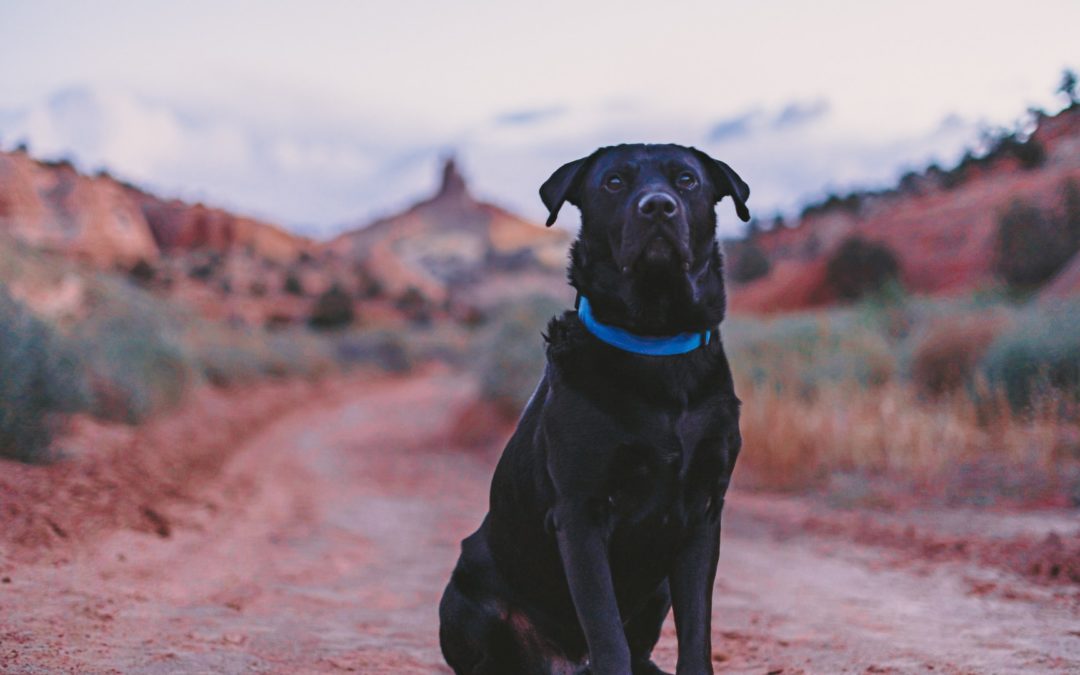 5 Dog Friendly Hiking Trails Near Gilbert, Arizona