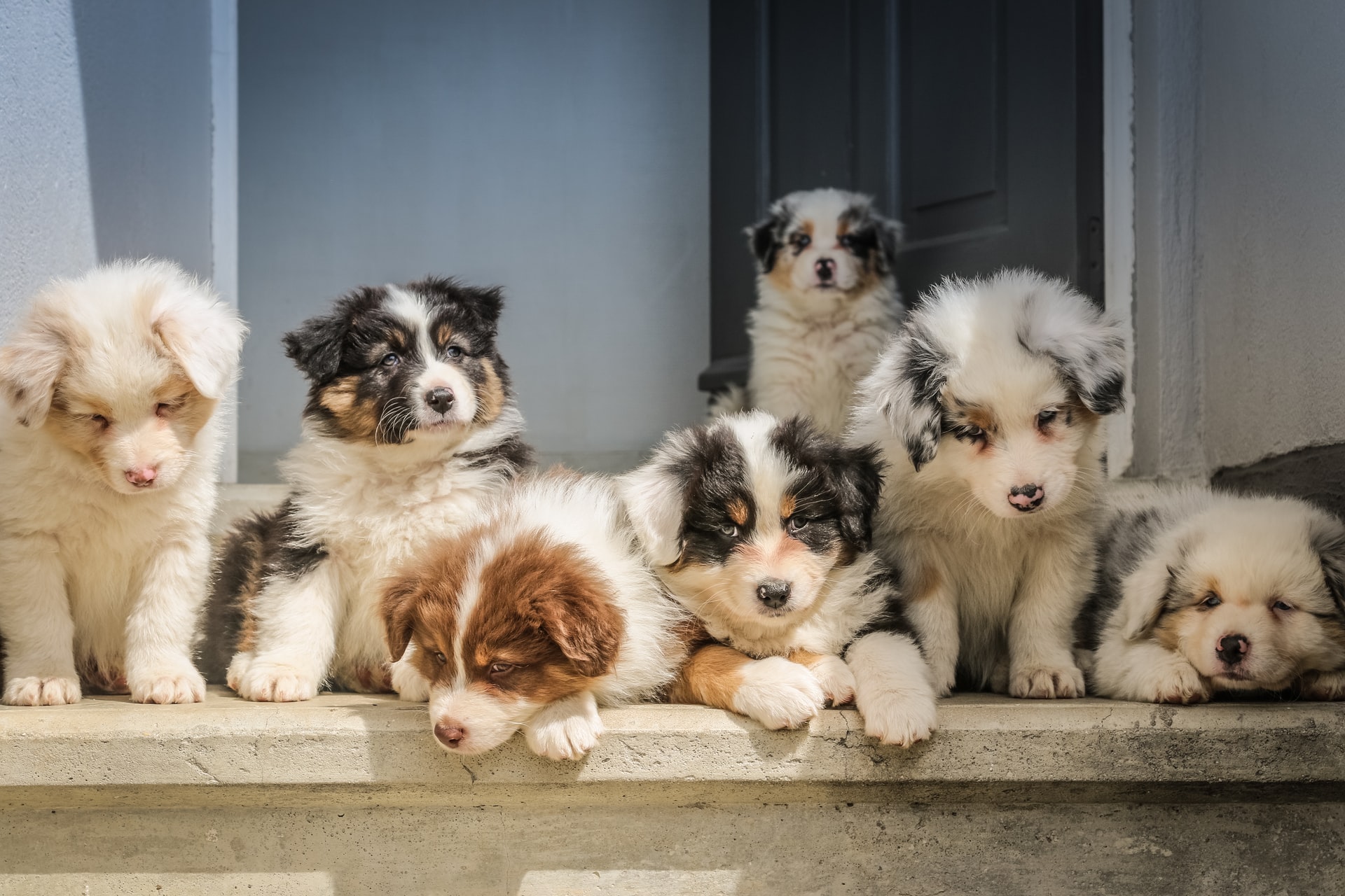 When to spay australian shepherd sale