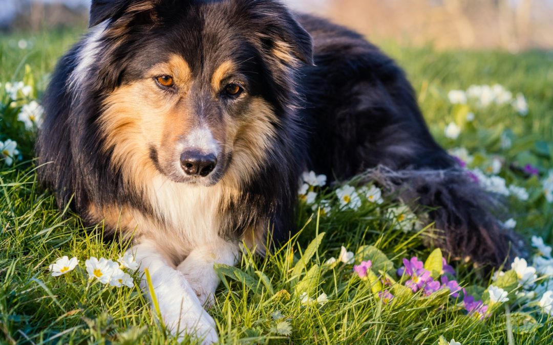 laser therapy for dogs