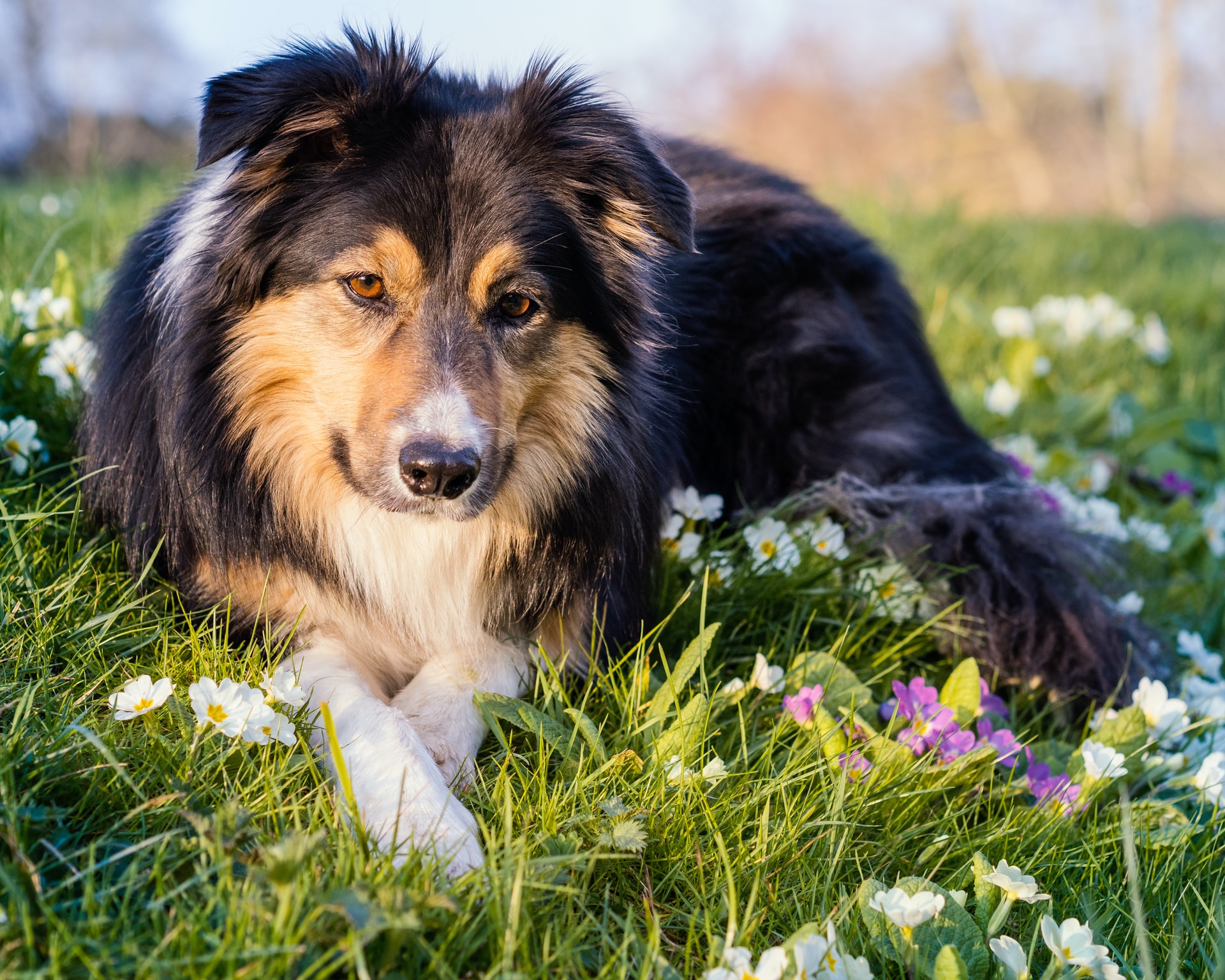 Cold Laser Therapy For Dogs Cold Laser Therapy For Dogs