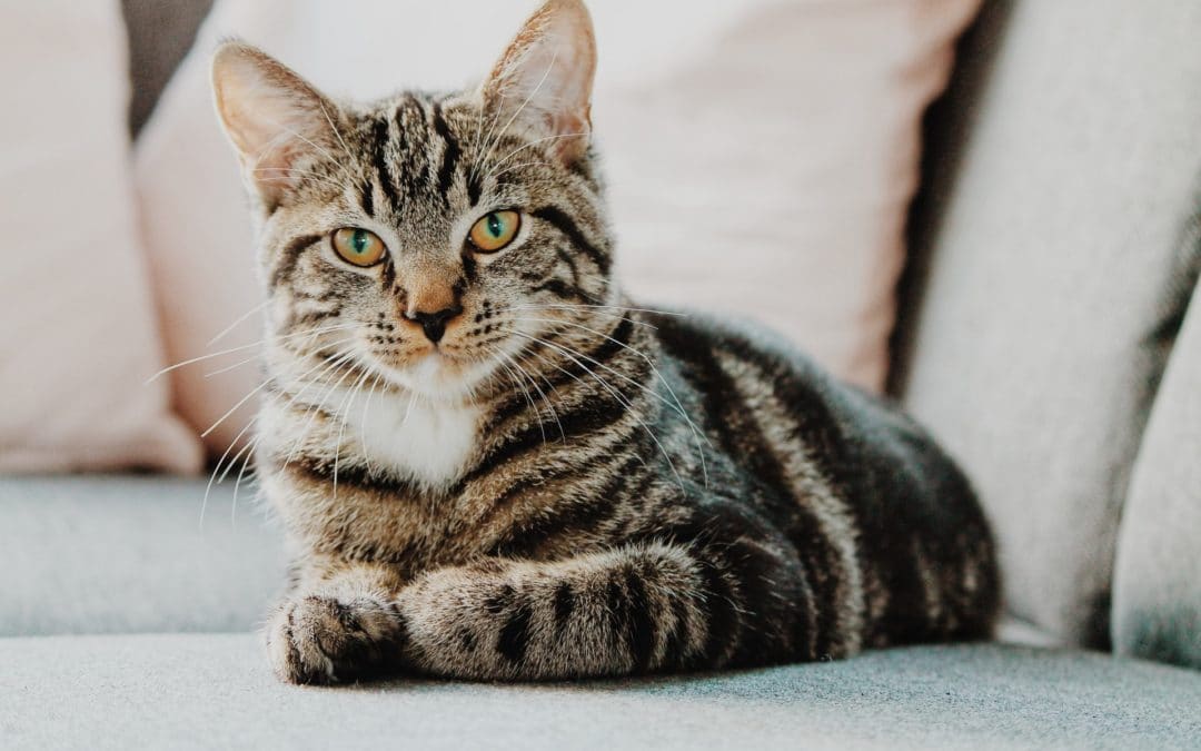 What Diseases Do Core Cat Vaccines Prevent?