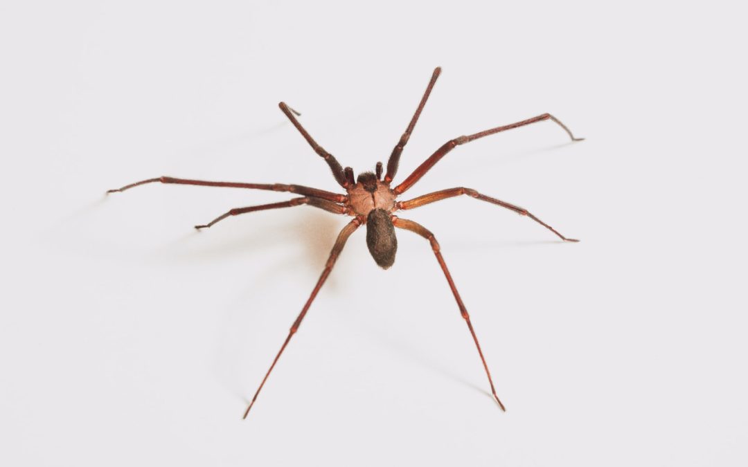 poisonous spiders in Arizona